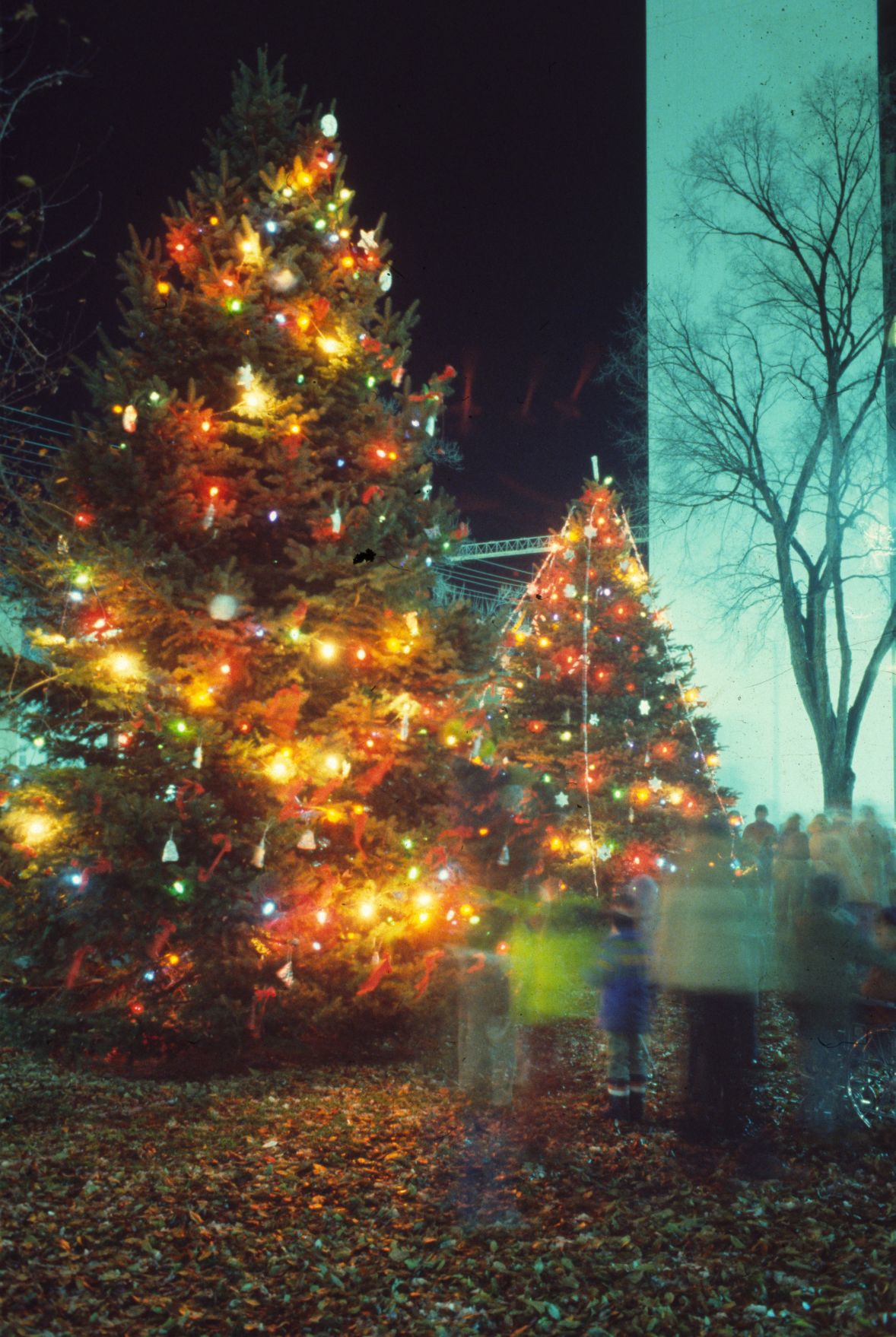 Christmas trees at Yellowstone County Courthouse, 1979
